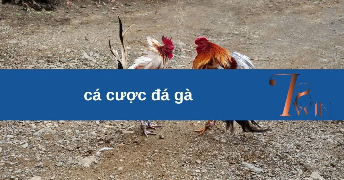 cá cược đá gà