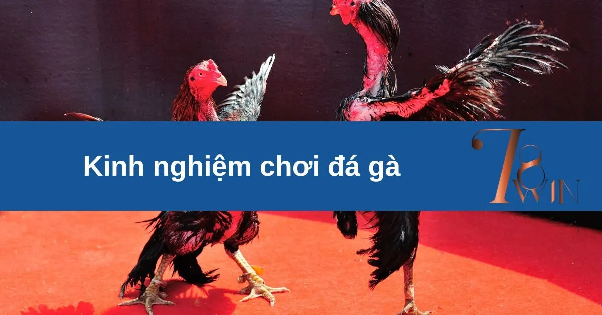 Kinh nghiệm chơi đá gà