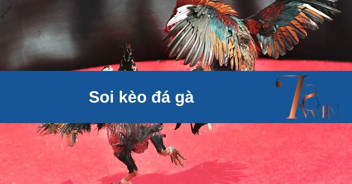 Soi kèo đá gà